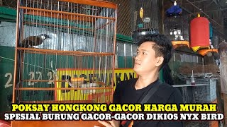 POKSAY HONGKONG GOYANG-GOYANG!!HARGA BURUNG GACORAN DIKIOS NYX BIRD PASAR BURUNG PRAMUKA HARI INI