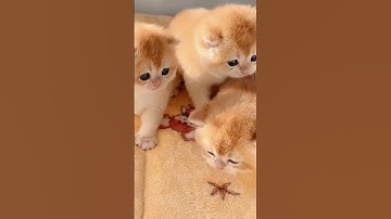 Kucing lucu imut #kucing #kucingimut #jedagjedug