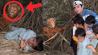 Download Lagu Hmara GAO Mein Lion Agea 😱 Bacha Pr Attack 😲 MP3