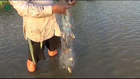 Giăng lưới bắt cá rô đồng quá dễ dàng - Net fishing | Sắc Mùa VN