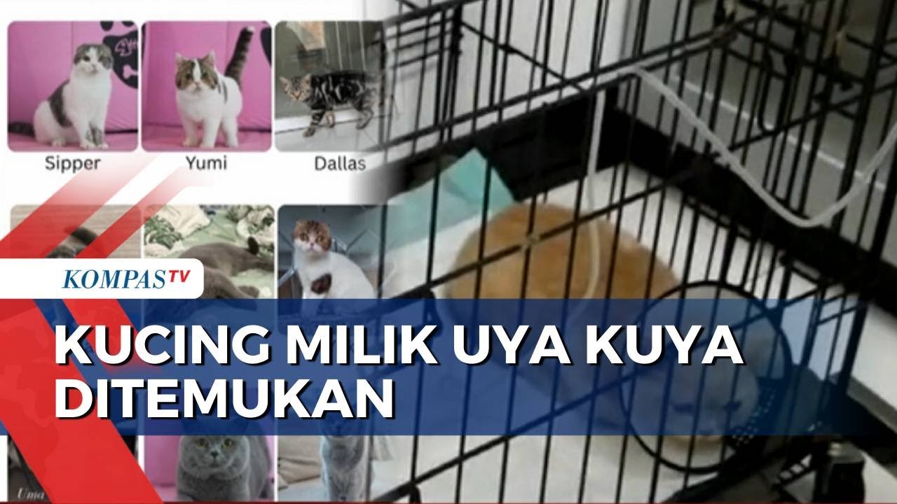 Kucing Milik Uya Kuya Ditemukan dan Dalam Perawatan Medis | BERITA UTAMA