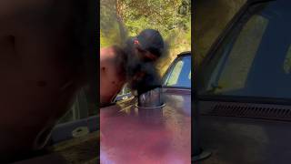 BLACK SMOKE PRANK (HE COUDNT SEE AFTER) #cummins #diesel screenshot 5