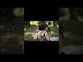 Top5 most expensive dogs in the USA | The Fame Files