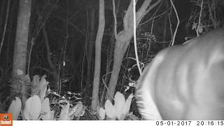 Okapi Walking At Night On Mount Mbia, Epulu, Drc