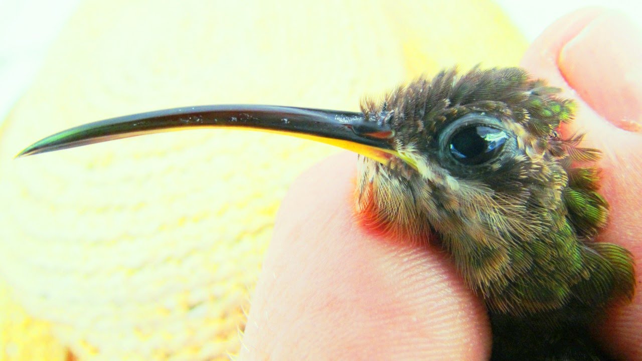 Hummingbirds in Suriname