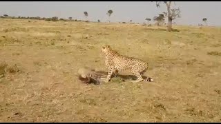 Cheetah makes hunt and spots a bigger cat