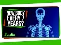 Do You Really Have a New Body Every 7 Years?