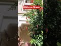 gudhal ke phool #gardening #hibiscus #plants #YouTube short #shorts