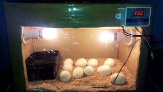 DIY Cardboard box egg incubator | DAY-17 | Rotating Eggs Manually | Birds Palace