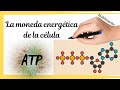 ATP [La moneda energética de la célula]