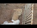Omg saving a screaming baby rabbit catching a screaming baby rabbit bunny making noises