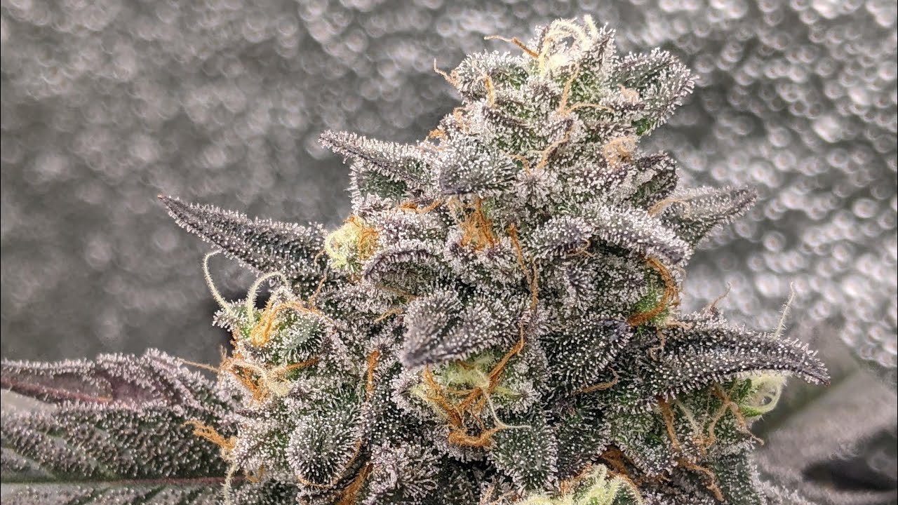 Harvesting Organic Cannabis Resetting Flower Tent Ethos Genetics In House Genetics Medicgrow