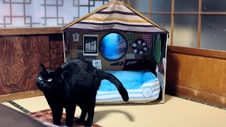 シェアハウスにオプションをつけたら感動の結末が待っていた　Shared house for cats and dog