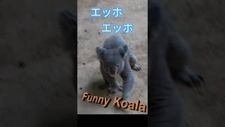 おもしろコアラ Ⅶ だいふく【Funny Koala Ⅶ】Daifuku - YouTube