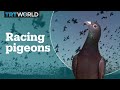 Whats pigeon racing