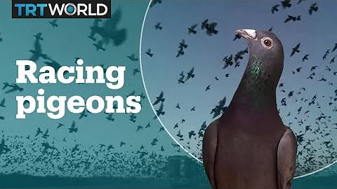 What's pigeon racing? - DayDayNews