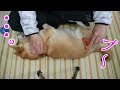 柴犬小春　ブラッシングが気持ち良すぎておならが出ちゃった柴犬　Shiba Koharu farts while being brushed!