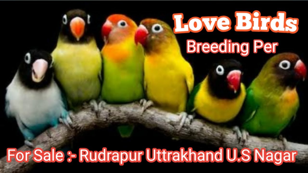 Love Birds For Sale Rudrapur Uttrakhand U.S Nagar Contact No. YouTube