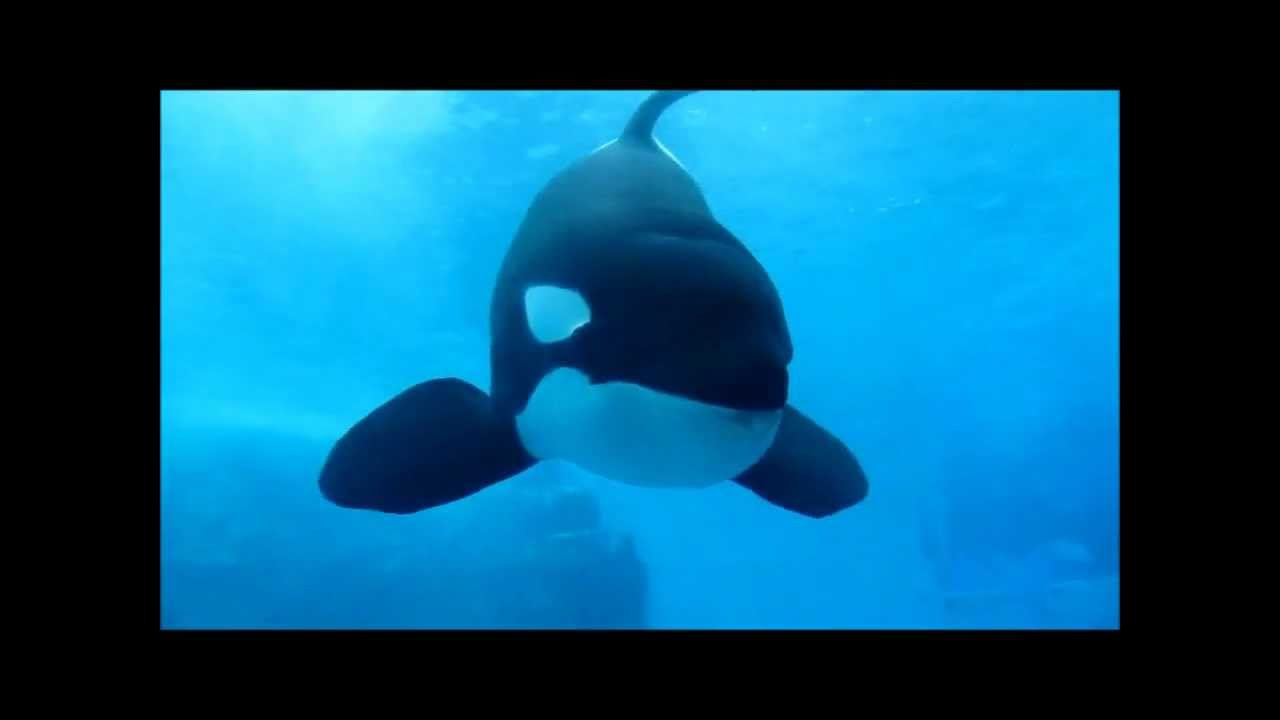 名古屋港水族館 シャチ親子 ビンゴ ステラ ラン Youtube