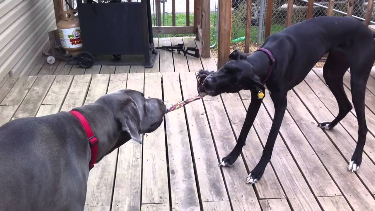 full grown black great dane