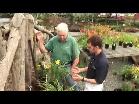 Video: Cara Membuat Daylily Bloom: Menyelesaikan Masalah Sebab Daylilies Tidak Berbunga