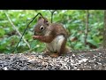 Red Squirrels and Chipmunks - September 27, 2021