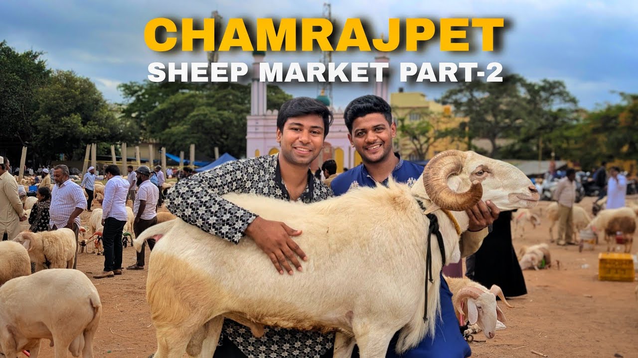 Bangalore Chamrajpet Sheep Market 2025 ( Part -2 ) price drop near bakrid