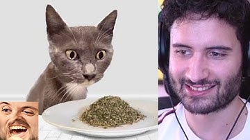 NymN reacts to Cats Try Catnip For The First Time