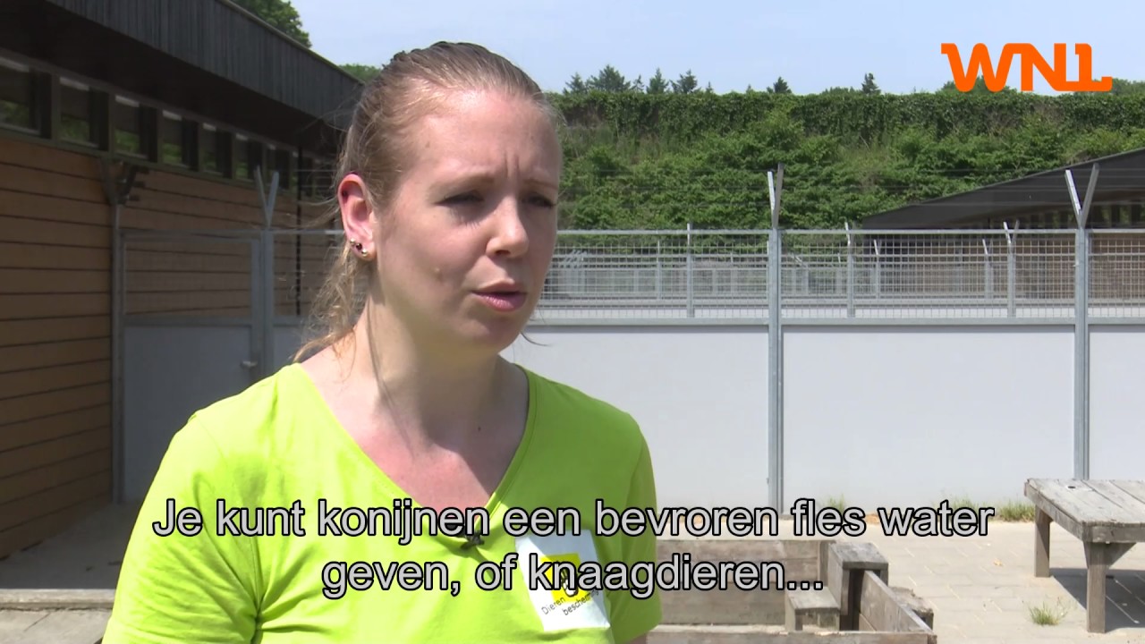 Dit is hoe je huisdieren koel houdt bij warm weer