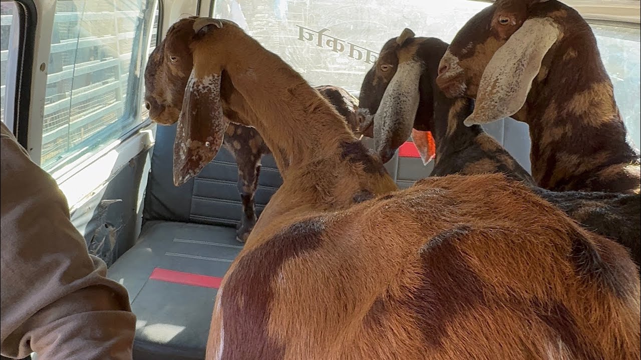 जिला हरदा मध्य प्रदेश (11 बकरी 14 बच्चे ) राजस्थान गोट फ़ार्म अजमेर (जय तोषिक)9783341533 