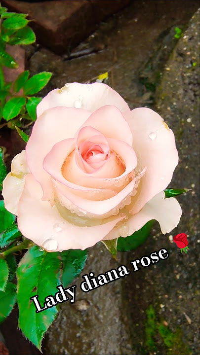 'My 'Lady Diana' Rose is Blooming! ✨'#rose #beautiful #rosa #terracegarden #shorts #gamtng #short