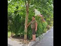 Платан кленолистий Platanus x hispanica Acerifolia іспанський, гібридний в житловому комплексі Київ