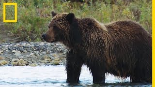 Un grizzli menace une femelle et ses petits