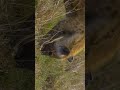 Why Hyenas Are Not Just Scavengers