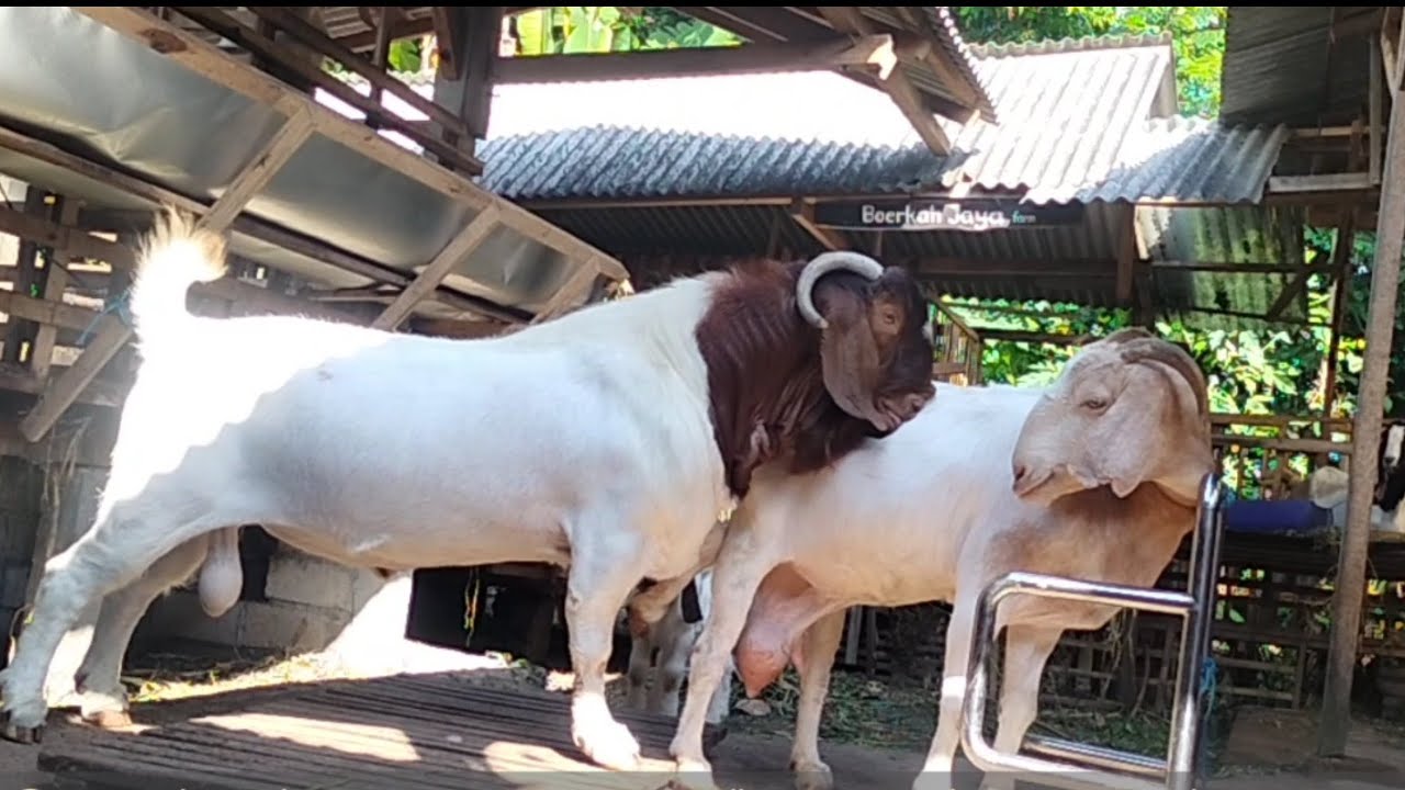 Boer Goat Studs crosses with Big Gulabi Goats for the Ultimate Meat