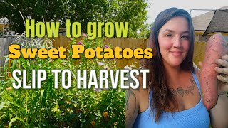 How to grow Sweet Potatoes from Slip to Harvest!