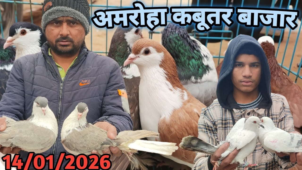 Amroha Kabootar Market 🕊️ 14-01-2026 अमरोहा कबूतर बाजार fancy kabootar market 