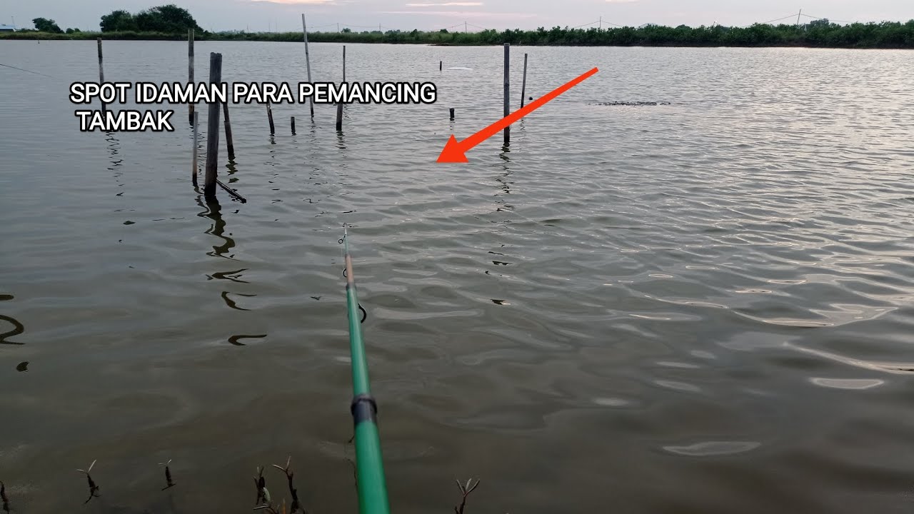 Tambak Rumput Laut Ternyata Sarang Ikan Besar | Mancing asik 
