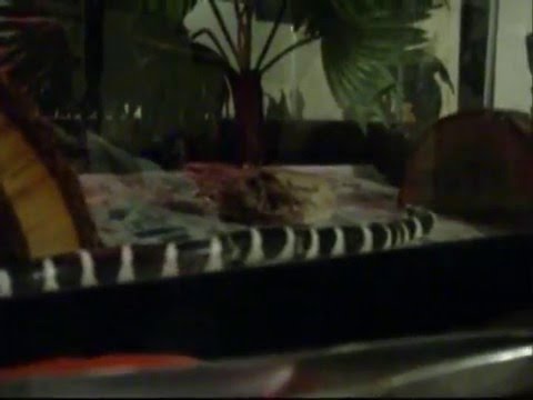 serpentor my beautiful friend-Twilight