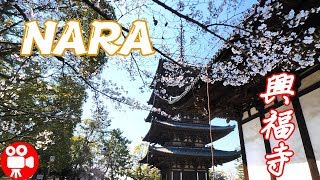 NARA KOFUKUJI TEMPLE WITH CHERRY BLOSSOMS 2019 - 4K 60FPS HDR