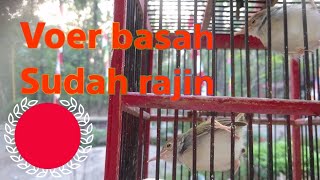 anak burung prenjak lencur rajin bunyi