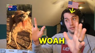 American reacts to THIS MONTH'S TOP KANGAROO VIDEOS