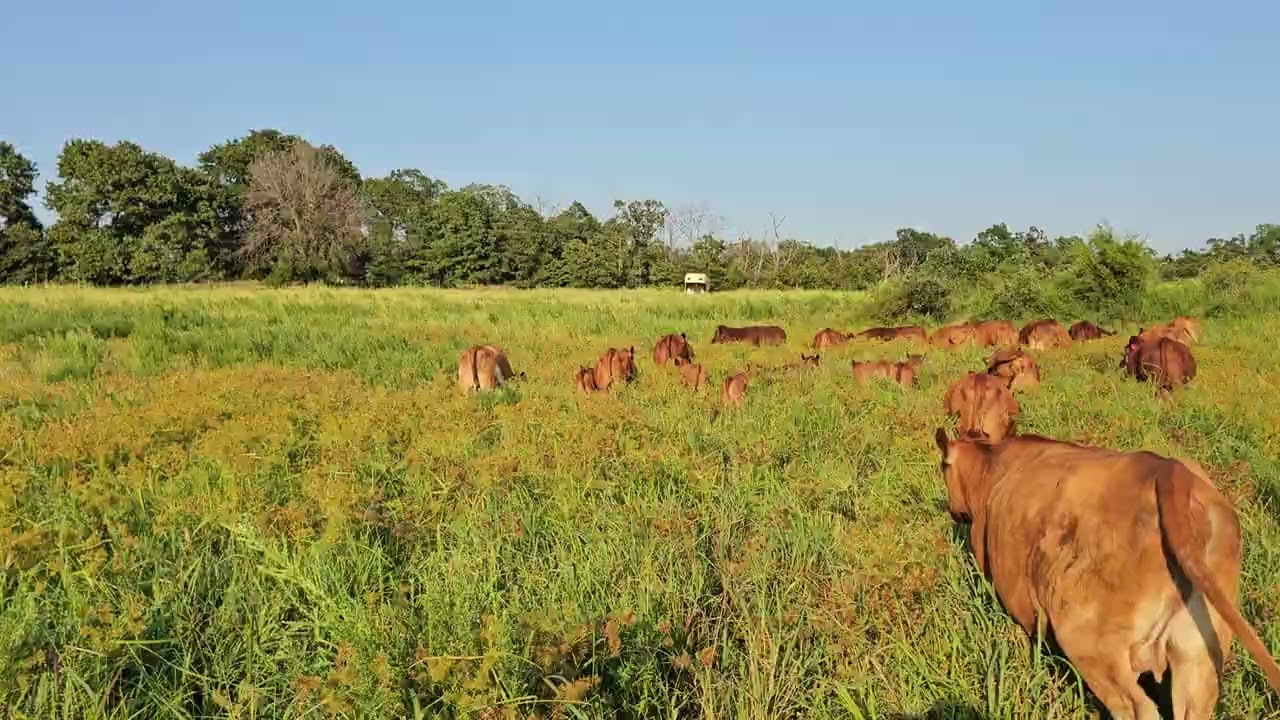 Finally, get to graze our planted Sudan grass!!!!
