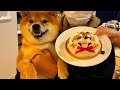 柴犬ハチ四歳の誕生日をサプライズで祝った。