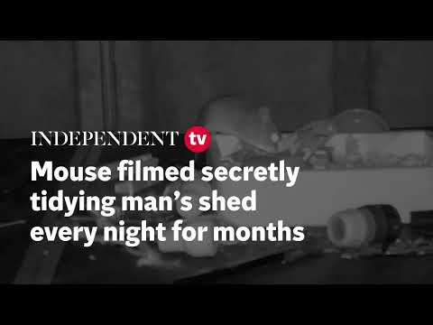 🐁 Man legt vast hoe een muis elke nacht zijn schuur opruimt 🐀