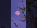 "Summer Tide" giving all my lofi beats away for free over the next couple month #shorts #lofi #chill