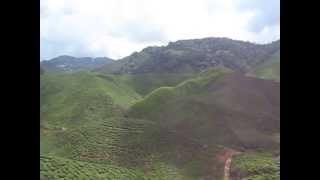 Tea Plantation in Cameron Highlands