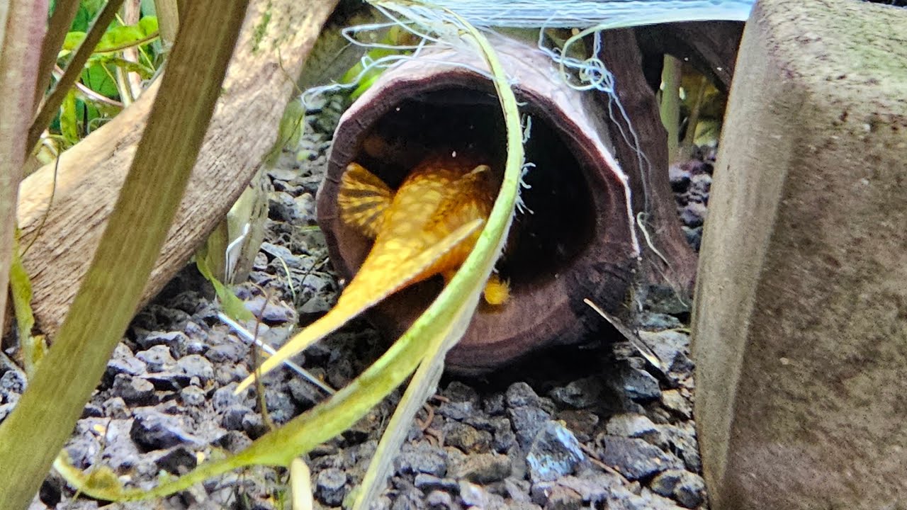 Akwarium 200 litrów w 4K! 🤩 Co się dzieje w moim akwarium? Zobacz sam 😀🌿🐠