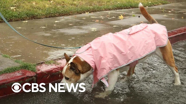 Mysterious dog respiratory illness spreading across U.S.