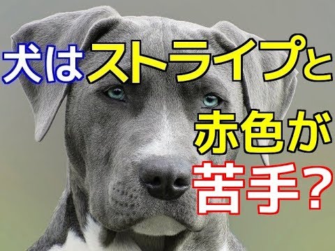 愛犬のための知識 犬の目の見え方について 犬を知る Youtube